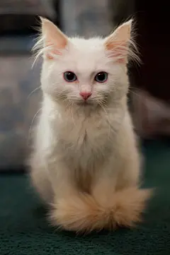 Barney. | 相片擁有者 dahowes