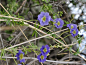 Tropaeolum azureum。天蓝旱金莲。