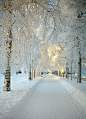 雪里，瑞典达拉纳照片通过芭芭拉