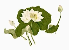 手绘荷花图片大全_好搜图片