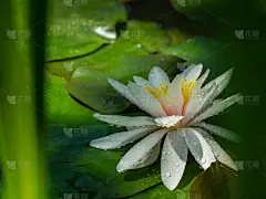 白睡莲或荷花玫瑰在花园池塘。特写的睡莲与水珠在模糊的绿色水。花景观自然壁纸与复制空间。有选择性的重点