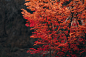 shallow focus photo of red cherry blossom