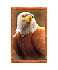 bufallo-win_h_eagle_c