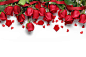 美丽的红色玫瑰花高清图片 - 素材中国16素材网