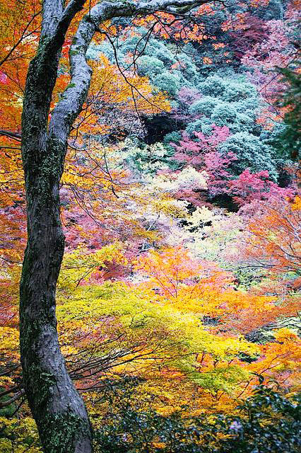 Japan in the fall