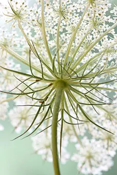Queen Anne's Lace | 相片擁有者 ..Ania.