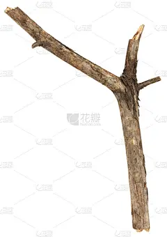 白树坚持 