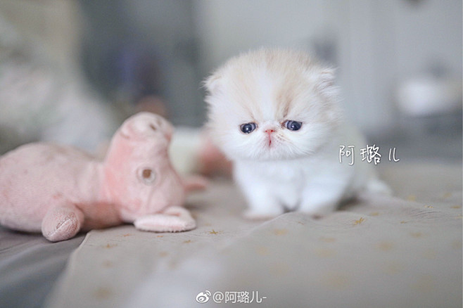 阿璐儿-的微博_微博
