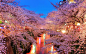 o-hanami-blossom-sakura-japan-2560x1600