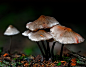 Photograph Mushrooms by Chris Pellaers on 500px