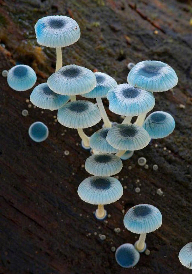 Blue Mycena Mushroom...