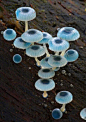 Blue Mycena Mushroom ​​​​蓝色小精灵 ​​​​