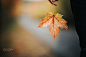 Maple leaf in a hand by Gabriela Tulian on 500px