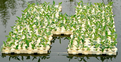 果粿采集到植物配置