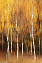 Autumn by Gustav Davidsson : 1x.com is the world's biggest curated photo gallery online. Each photo is selected by professional curators. Autumn by Gustav Davidsson