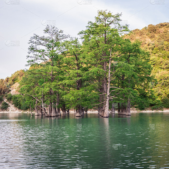 山中湖中有柏树林