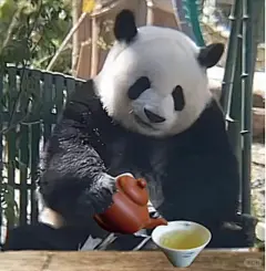 熊猫表情包 - 小红书搜索