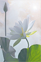 Lotus Flower Surreal Series: DD0A9853-1000 : Lotus Flower Surreal Series: 
