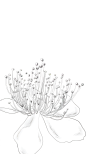 金丝桃（拉丁学名：Hypericum-monogynum-L