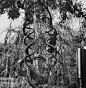 这些造型奇特的树叫“Circus Tree”，由园艺师Axel Erlandson（1884-1964）设计，他生前致力于树木嫁接，精心把树木培育成不可思议的形状。在Axel Erlandson栽培的树中，有25棵至今还活着。(@冷姿君)