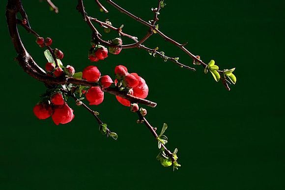 ◤❀让人心动的美丽❀◥_花吧_百度贴吧