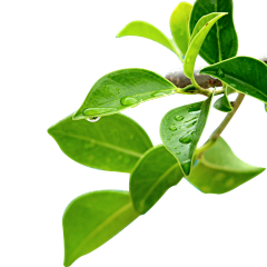 天色渐萃采集到植物,摆件