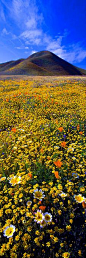 加利福尼亚梦-卡里索平原
California Dreaming - Carrizo Plain 