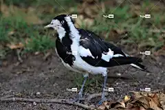 黑和白 桌面背景 喜鹊 本国的 4K壁纸1920X1080 自然