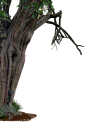 Creepy Old Tree Side PNG.. by WelshDragonStockNArt