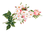绿植草木花卉素材 (90)