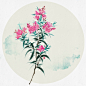〔 莳花 . 夹竹桃 〕作者' 无轩 °