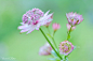 大星芹 Astrantia major 伞形花科 星芹属
今天我选择了生活 _植物采下来 #率叶插件，让花瓣网更好用#