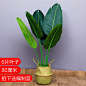 大型北欧仿真植物假天堂鸟盆栽旅人蕉摆件绿植室内客厅树装饰盆景-tmall.com天猫