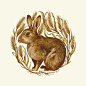Rabbit in Wheat Stretched Canvas