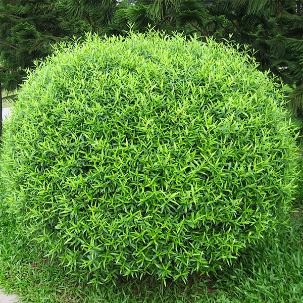 尖叶木樨榄