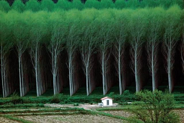 the stand of trees