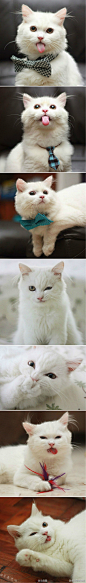会吐舌头的猫咪，萌cry~