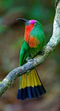 赤须夜蜂虎，英文名Red-bearded Bee-eater，分布在中南半岛、马来西亚与印尼