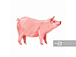 侧面,家猪,插画,一只动物,猪肉正版图片素材