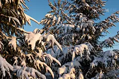 阳光明媚的日子里，白雪覆盖的圣诞树。美丽的冬天的风景。一张冬季雪杉树的图片，为海报，日历，帖子，屏保