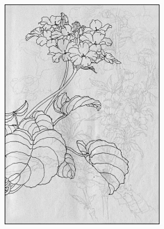 采集丽春花陌颜-yun采集到手绘—白描采集白兰花陌颜-yun采集到手绘