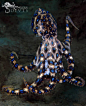 剧毒的蓝环章鱼和它的卵
摄影：Sammy Glenn ​​​​