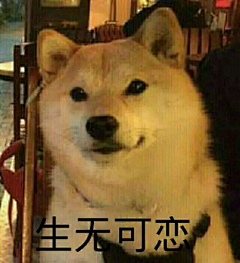 敲鱼AZ采集到doggy