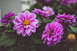 Close-up Photography of Purple Dahlia Flowers