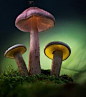 Ces trois champignons ont quelque chose de féérique