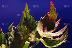 秋天的树叶忧郁的屏保或壁纸上
