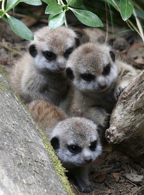 Baby meerkats ♥宝贝猫鼬
