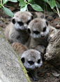 Baby meerkats ♥宝贝猫鼬