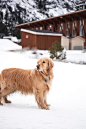 Adult Light Golden Retriever Stands on Snowfield Near Brown Wooden House at Daytime