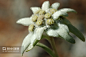 雪绒花 - 搜索结果 - 图虫创意-全球领先正版素材库-Adobe Stock中国区战略合作伙伴